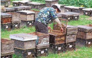 蜂場處理中蜂逃群方法(“三新”處理中蜂飛逃群) 蜂場處理中蜂逃群方法(“三新”處理中蜂飛逃群)