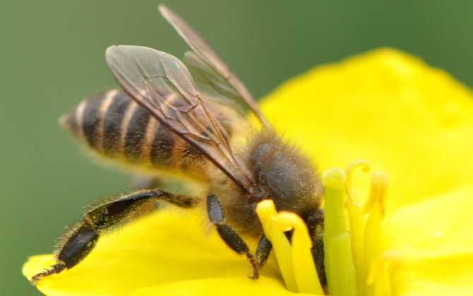 高加索蜜蜂與東北黑蜂的區(qū)別(淺析高加索蜜蜂與東北黑蜂的優(yōu)缺點(diǎn)) 高加索蜜蜂與東北黑蜂的區(qū)別(淺析高加索蜜蜂與東北黑蜂的優(yōu)缺點(diǎn))