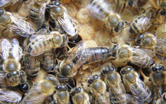 高加索蜜蜂與東北黑蜂的區(qū)別(淺析高加索蜜蜂與東北黑蜂的優(yōu)缺點(diǎn)) 高加索蜜蜂與東北黑蜂的區(qū)別(淺析高加索蜜蜂與東北黑蜂的優(yōu)缺點(diǎn))