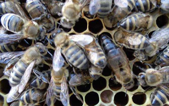 高加索蜜蜂與東北黑蜂的區(qū)別(淺析高加索蜜蜂與東北黑蜂的優(yōu)缺點(diǎn)) 高加索蜜蜂與東北黑蜂的區(qū)別(淺析高加索蜜蜂與東北黑蜂的優(yōu)缺點(diǎn))