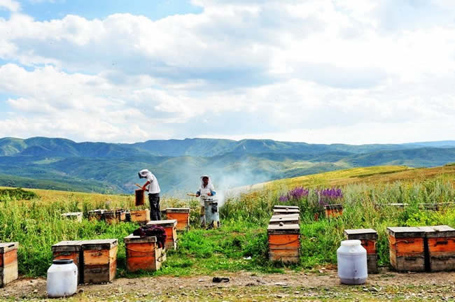 【蜜蜂知識】我國哪里養蜂人最多? 我國哪里養蜂人最多?