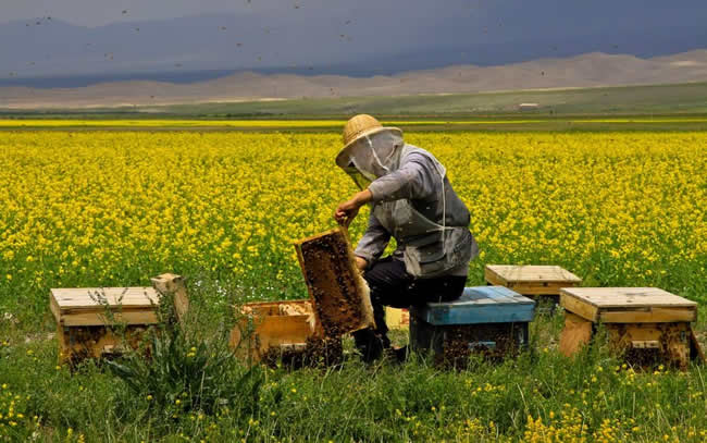 【蜜蜂知識】我國哪里養蜂人最多? 我國哪里養蜂人最多?