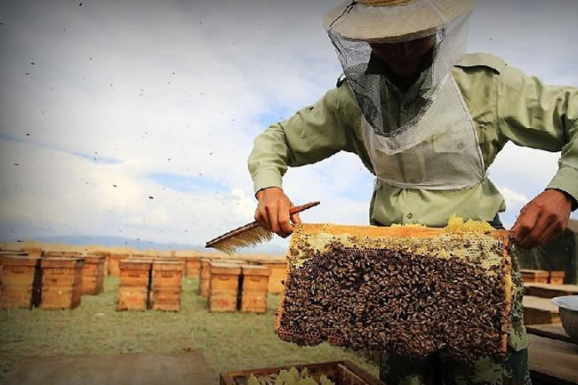 【蜜蜂知識】我國哪里養蜂人最多? 我國哪里養蜂人最多?