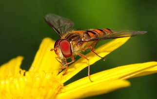 松丹一號和喀爾巴阡蜂黑環系能混養嗎(喀(阡)黑環系、松丹12號雙交種蜂及其管理要點) 松丹一號和喀爾巴阡蜂黑環系能混養嗎(喀(阡)黑環系、松丹12號雙交種蜂及其管理要點)