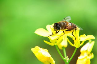 松丹一號和喀爾巴阡蜂黑環系能混養嗎(喀(阡)黑環系、松丹12號雙交種蜂及其管理要點) 松丹一號和喀爾巴阡蜂黑環系能混養嗎(喀(阡)黑環系、松丹12號雙交種蜂及其管理要點)