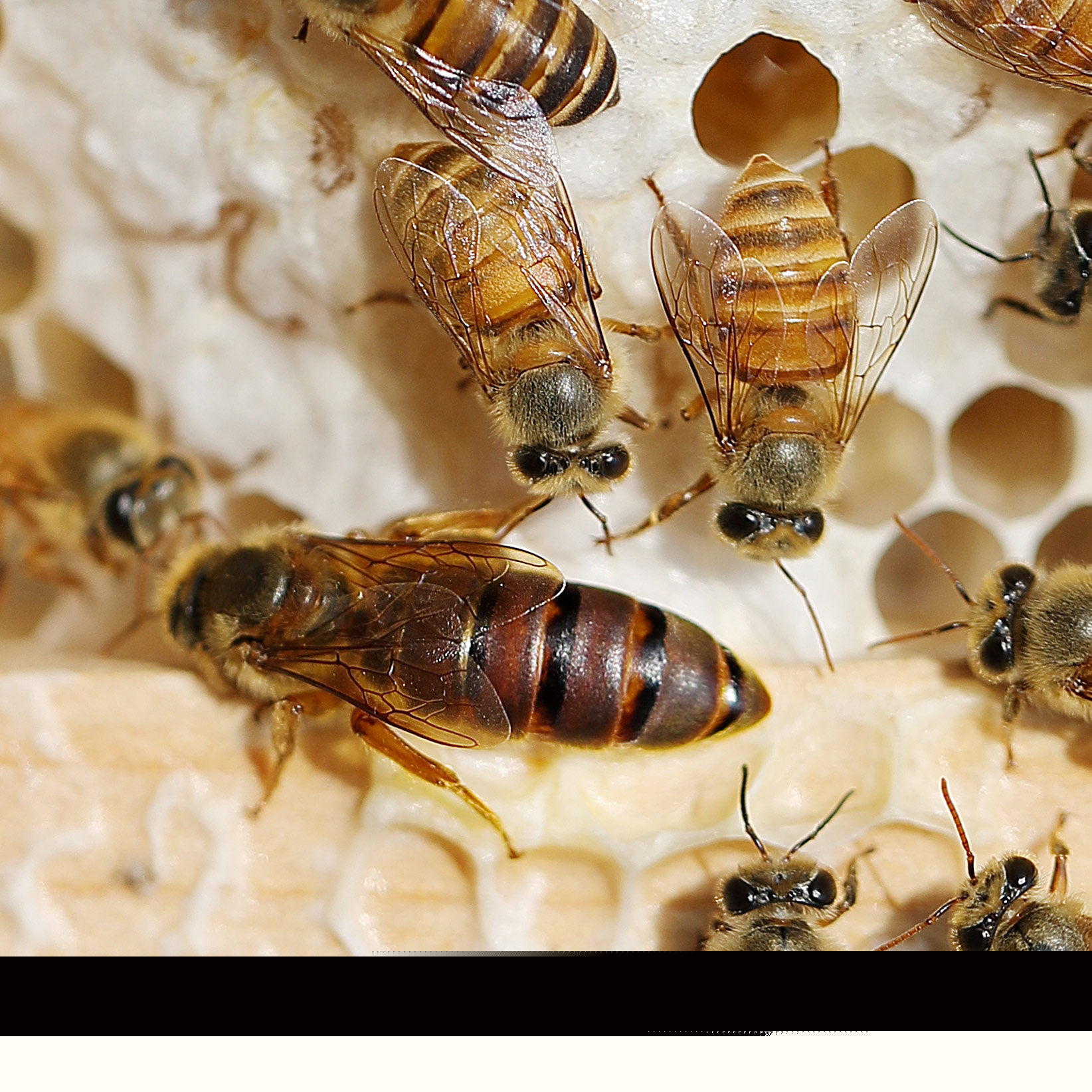 固定蜂場養中蜂好還是意蜂好（蜜蜂養殖，是固定養蜂好）