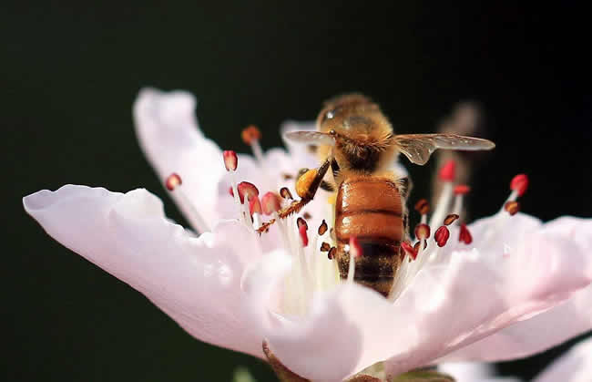 【蜜蜂知識】什么是蜂群崩壞癥候群? 什么是蜂群崩壞癥候群?