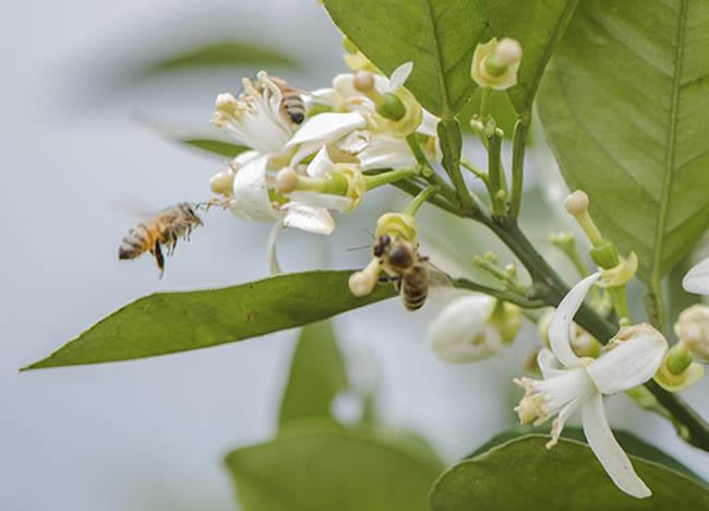 【蜜蜂知識】什么是蜂群崩壞癥候群? 什么是蜂群崩壞癥候群?