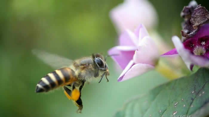 【蜜蜂知識】什么是蜂群崩壞癥候群? 什么是蜂群崩壞癥候群?