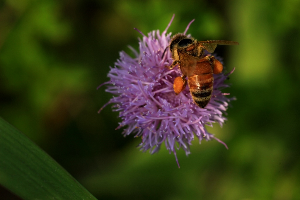 養蜂新手怎么管理（新手養蜂入門及注意事項）