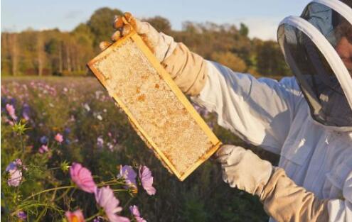 搖蜜后是否要喂蜜蜂 (中蜂搖蜜后怎樣管理) 搖蜜后是否要喂蜜蜂 (中蜂搖蜜后怎樣管理)