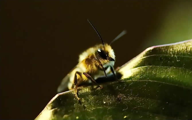 麥蜂(野生無刺蜂) 麥蜂(野生無刺蜂)