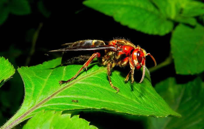 【蜜蜂知識】黑腹虎頭蜂的毒性大嗎? 黑腹虎頭蜂的毒性大嗎?
