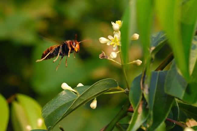 【蜜蜂知識】黑腹虎頭蜂的毒性大嗎? 黑腹虎頭蜂的毒性大嗎?
