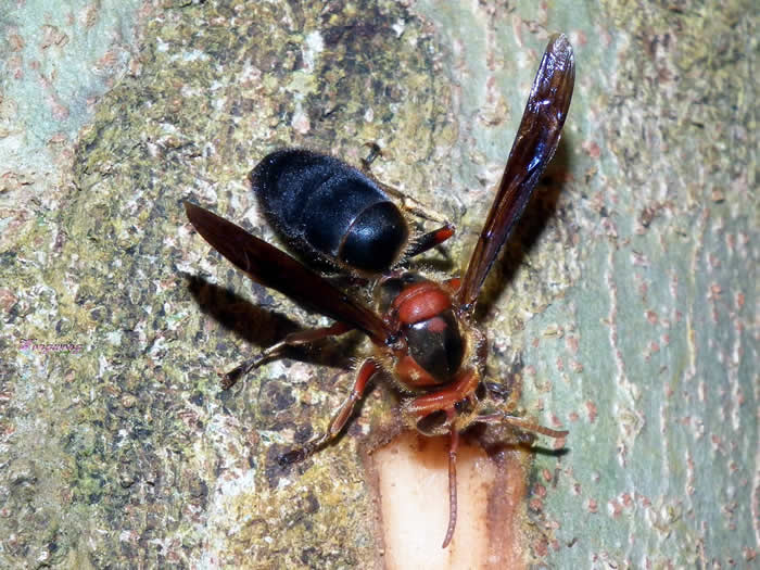 【蜜蜂知識】黑腹虎頭蜂的毒性大嗎? 黑腹虎頭蜂的毒性大嗎?