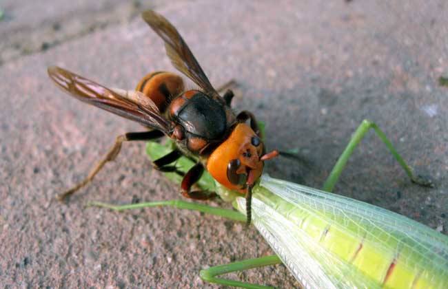 【蜜蜂知識】黑腹虎頭蜂的毒性大嗎? 黑腹虎頭蜂的毒性大嗎?