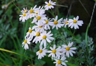 野菊花的流蜜條件與時間（野菊花的流蜜條件和開花時間及蜂蜜產量）