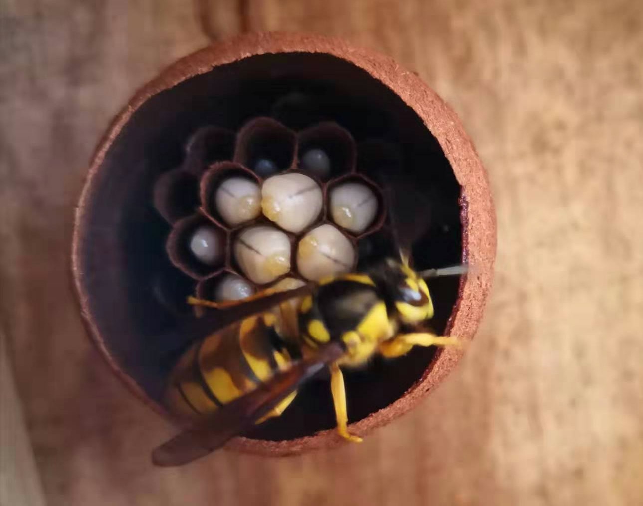 馬蜂人工飼養(yǎng)技術(shù)（馬蜂的養(yǎng)殖方法）