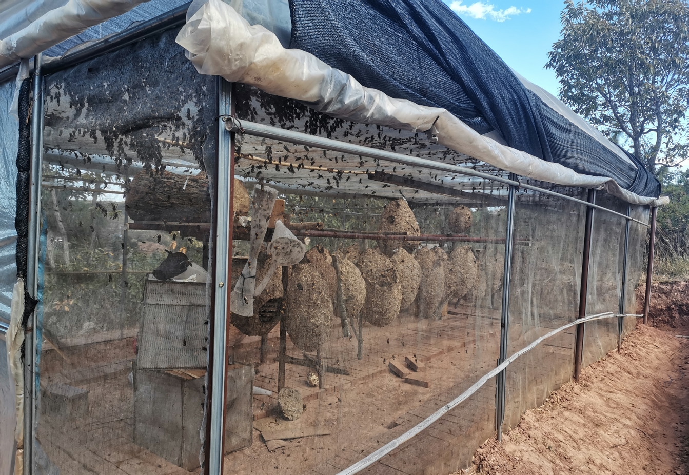 馬蜂人工飼養(yǎng)技術(shù)（馬蜂的養(yǎng)殖方法）