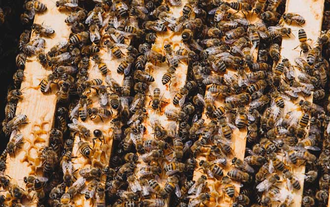 蜂王什么時(shí)候停止產(chǎn)卵（冬天蜂王為什么停止產(chǎn)卵）