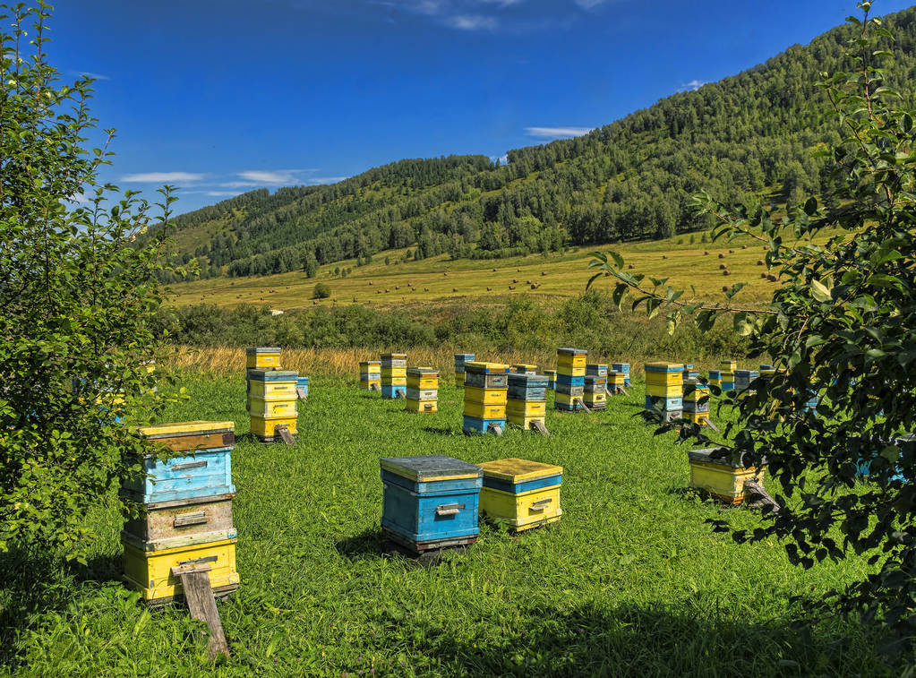 如何定地養(yǎng)殖蜜蜂(定地養(yǎng)蜂場(chǎng)地與模式選擇) 如何定地養(yǎng)殖蜜蜂(定地養(yǎng)蜂場(chǎng)地與模式選擇)
