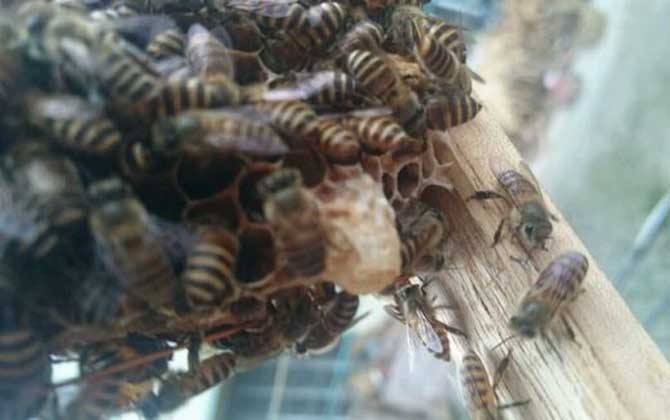 蜂王囚幾天工蜂造王臺(蜜蜂失王多久急造王臺) 蜂王囚幾天工蜂造王臺(蜜蜂失王多久急造王臺)