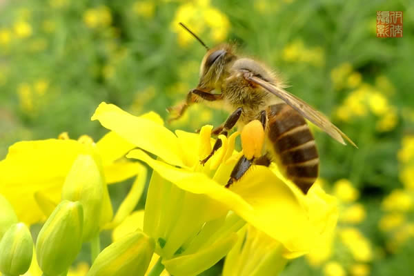 人工育王應(yīng)該具備的條件