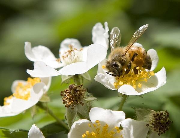 人工育王應(yīng)該具備的條件