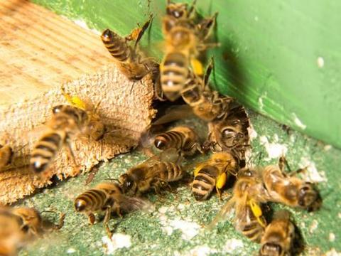 中蜂合群的最佳方法(中蜂簡單安全易接受不會圍王的合群方法) 中蜂合群的最佳方法(中蜂簡單安全易接受不會圍王的合群方法)
