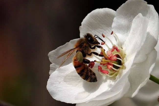 【蜜蜂知識(shí)】蜜蜂怎樣安全度夏? 【蜜蜂知識(shí)】蜜蜂怎樣安全度夏?