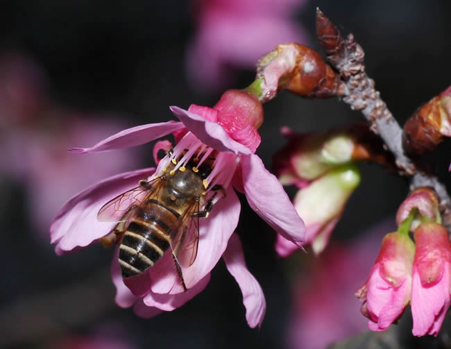 【蜜蜂知識(shí)】蜜蜂怎樣安全度夏? 【蜜蜂知識(shí)】蜜蜂怎樣安全度夏?