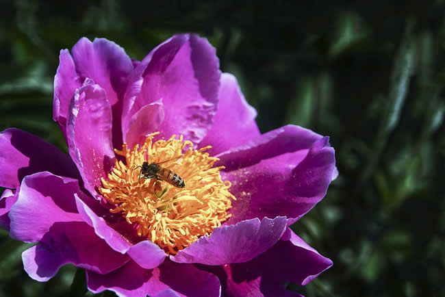 【蜜蜂知識(shí)】蜜蜂怎樣安全度夏? 【蜜蜂知識(shí)】蜜蜂怎樣安全度夏?