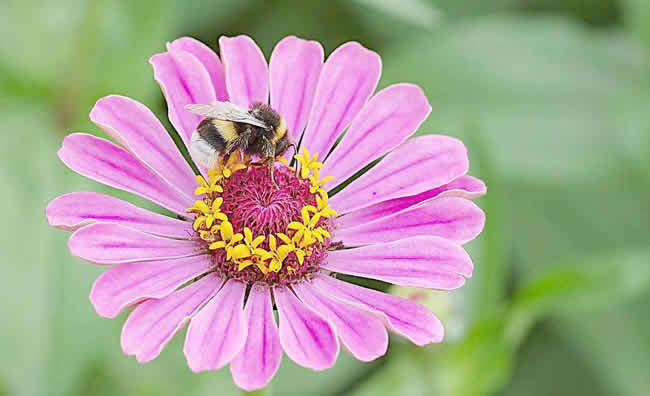 【蜜蜂知識(shí)】蜜蜂怎樣安全度夏? 【蜜蜂知識(shí)】蜜蜂怎樣安全度夏?