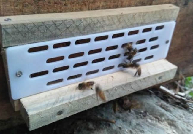 防逃片為什么關不住蜂王？