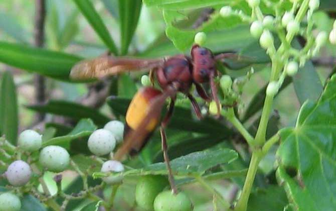 黃腰虎頭蜂有毒嗎(黃腰虎頭蜂蟄了會怎樣?) 黃腰虎頭蜂有毒嗎(黃腰虎頭蜂蟄了會怎樣?)