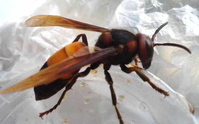 黃腰虎頭蜂有毒嗎(黃腰虎頭蜂蟄了會怎樣?) 黃腰虎頭蜂有毒嗎(黃腰虎頭蜂蟄了會怎樣?)