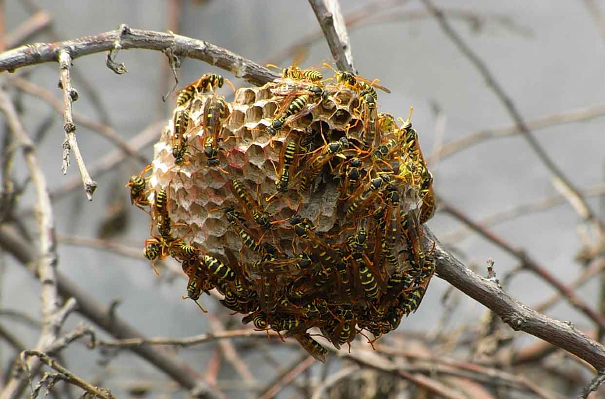 馬蜂窩價格多少錢一斤？