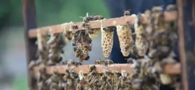 新蜂王出臺后多久分蜂(蜂王出房后的分蜂時間) 新蜂王出臺后多久分蜂(蜂王出房后的分蜂時間)