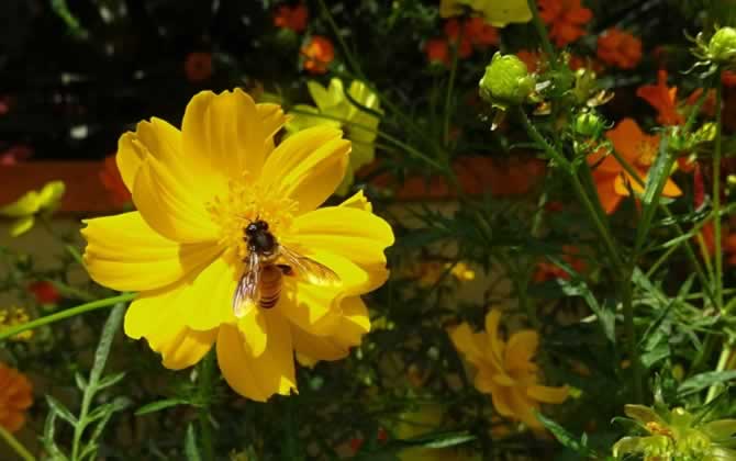 養蜂覆布怎么用? 養蜂覆布