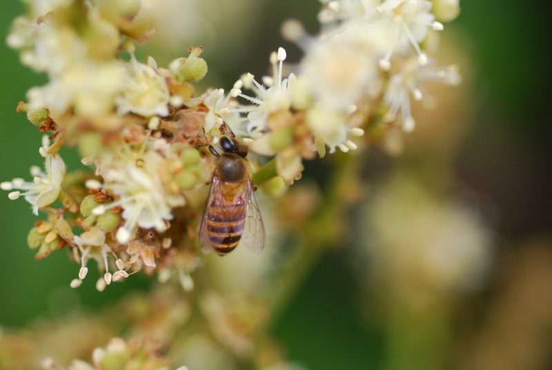 海南蜜源植物的開花時間(南方蜜源植物花期報) 海南蜜源植物的開花時間(南方蜜源植物花期報)
