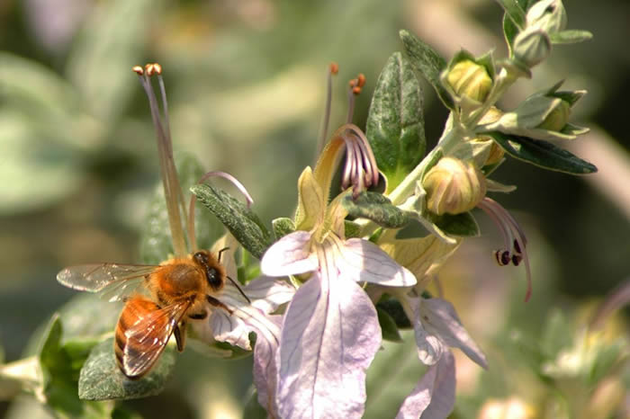 如何控制自然分蜂? 如何控制自然分蜂?