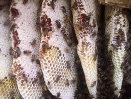 野生蜂蜜什么時(shí)候采集(野生蜜蜂什么時(shí)候取蜜最好) 野生蜂蜜什么時(shí)候采集(野生蜜蜂什么時(shí)候取蜜最好)