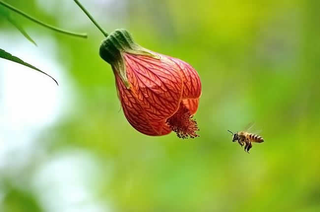 中蜂什么時候開始秋繁？