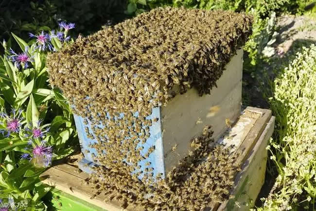 中蜂什么時候開始秋繁？