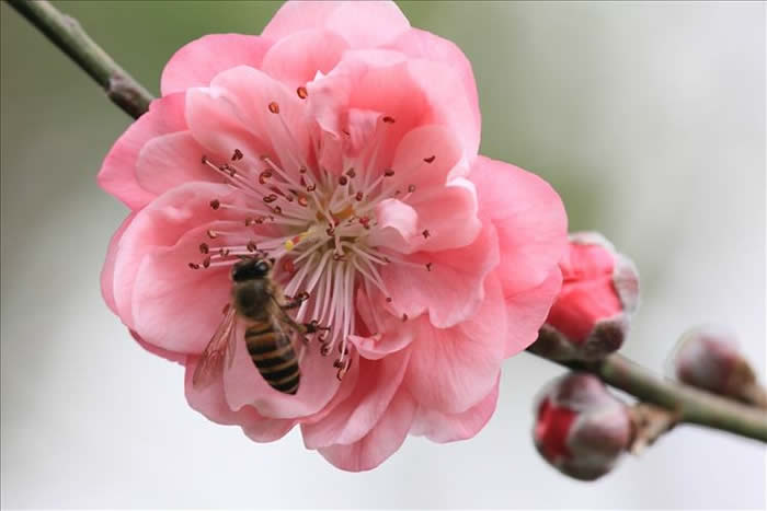 中蜂什么時候開始秋繁？