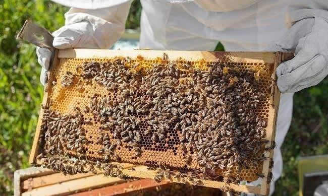 中蜂什么時候開始秋繁？