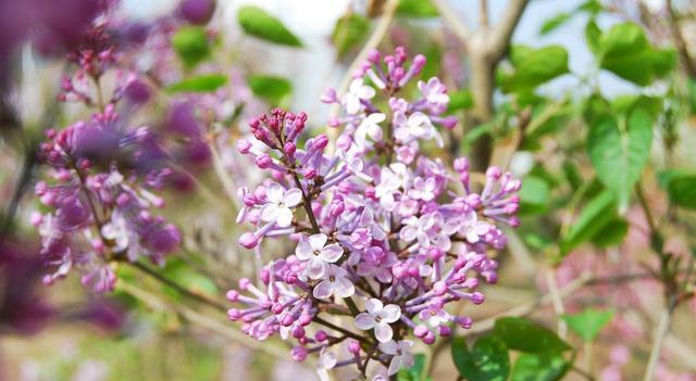 木本蜜源植物的種類及花期大全(18種蜜源植物四季花期表) 木本蜜源植物的種類及花期大全(18種蜜源植物四季花期表)