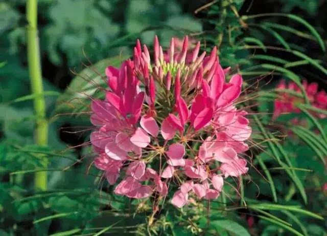 木本蜜源植物的種類及花期大全(18種蜜源植物四季花期表) 木本蜜源植物的種類及花期大全(18種蜜源植物四季花期表)