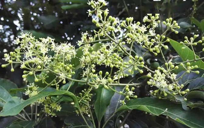 木本蜜源植物的種類及花期大全(18種蜜源植物四季花期表) 木本蜜源植物的種類及花期大全(18種蜜源植物四季花期表)