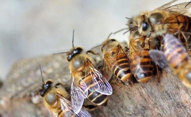 產(chǎn)卵的工蜂還會(huì)出去采集嗎(工產(chǎn)后的蜂群還會(huì)采集花粉嗎) 產(chǎn)卵的工蜂還會(huì)出去采集嗎(工產(chǎn)后的蜂群還會(huì)采集花粉嗎)